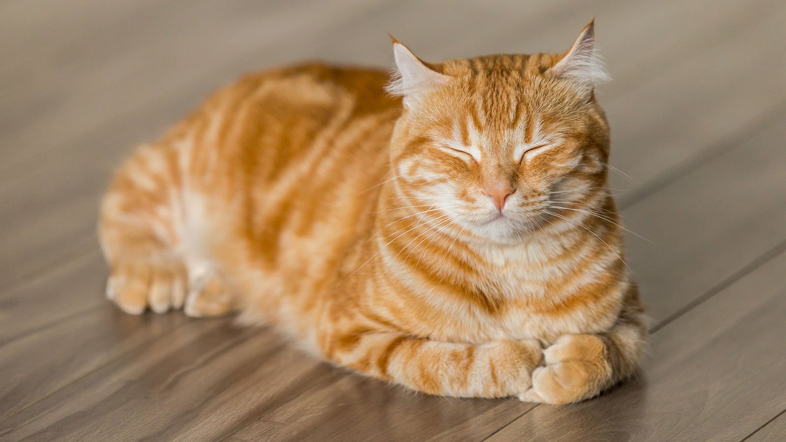 orange tabby